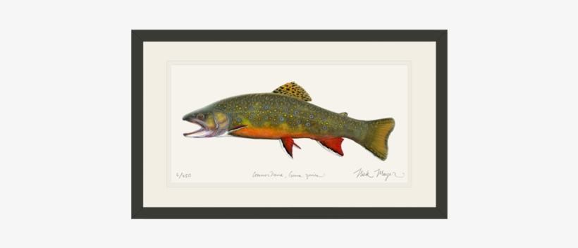 Beaver Pond Brook Trout - Landlocked Salmon Or Rainbow Trout, transparent png download