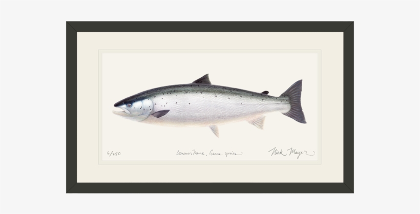 Painting Of A Salmon, transparent png download