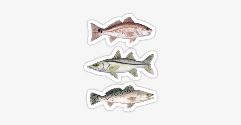 Inshore Slam Watercolor Art - Common Snook, transparent png download