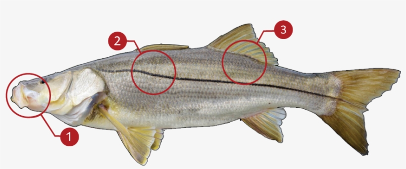Clip Transparent Download How To Identify A - Salmon, transparent png download