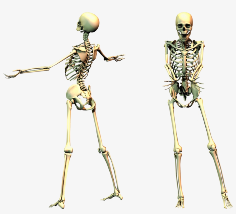 Skeleton Png - Spooky Skeleton Png, transparent png download