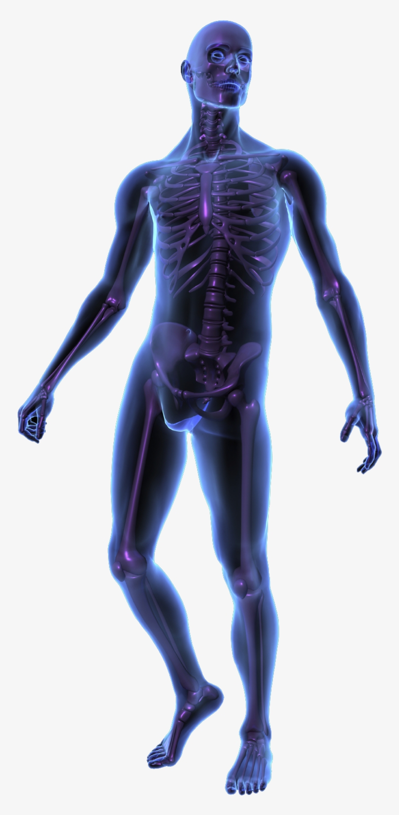 Download Human Body Silhouette Png - X Ray Human Body | Transparent PNG ...