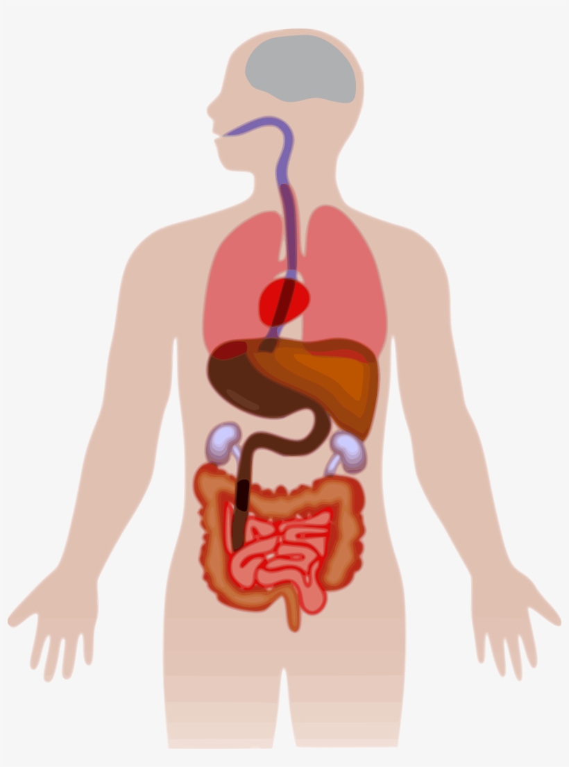 Download Human Body Silhouette Vector Com Free - Human Body Organs ...