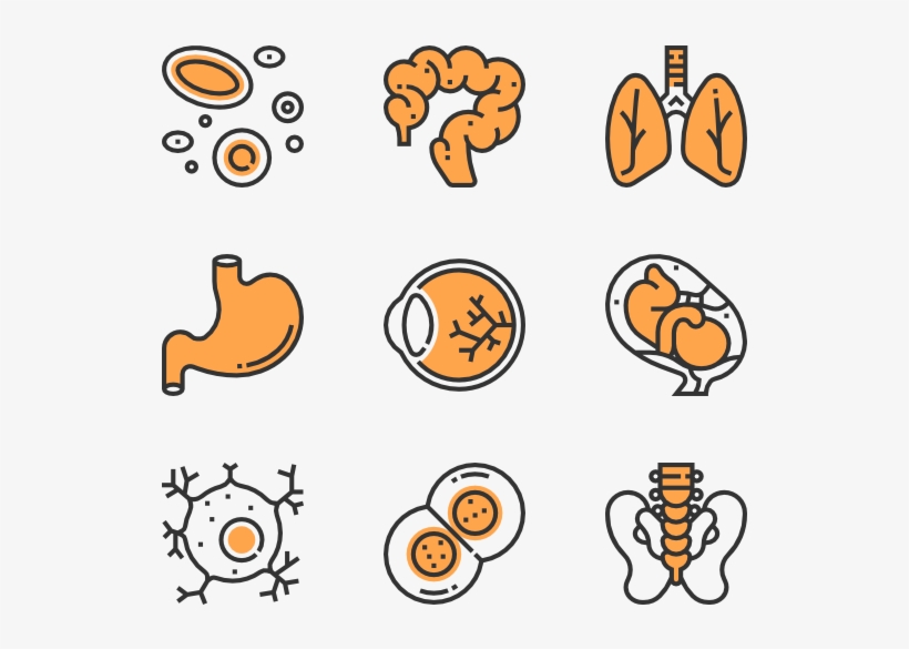 Human Organs - Beehive Icon, transparent png download