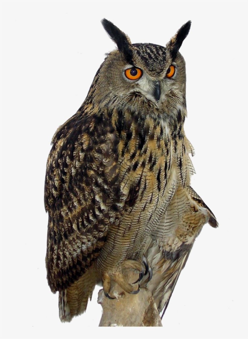 Barred Owl Clipart Transparent Background - Owl Png, transparent png download