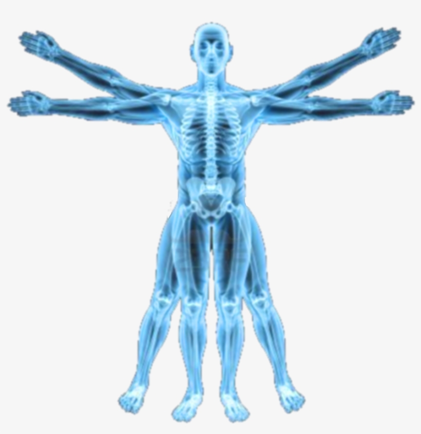 The Future Of The Human Condition - Vitruvian Man X Ray, transparent png download