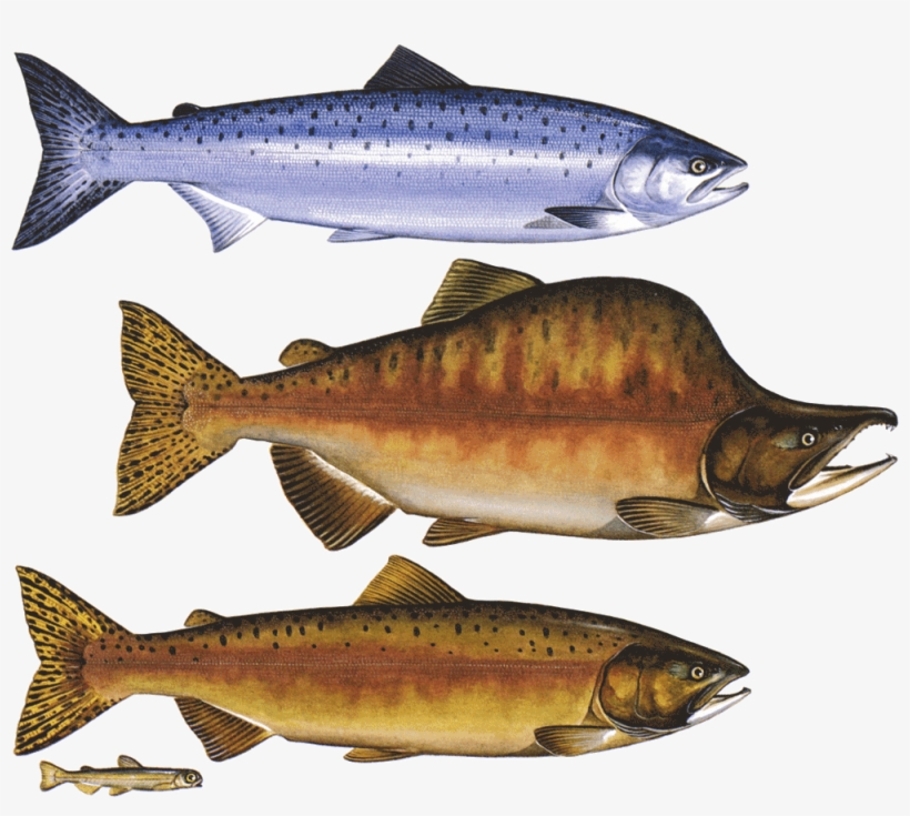 Alaska Pink Salmon - Sockeye Coho Salmon, transparent png download