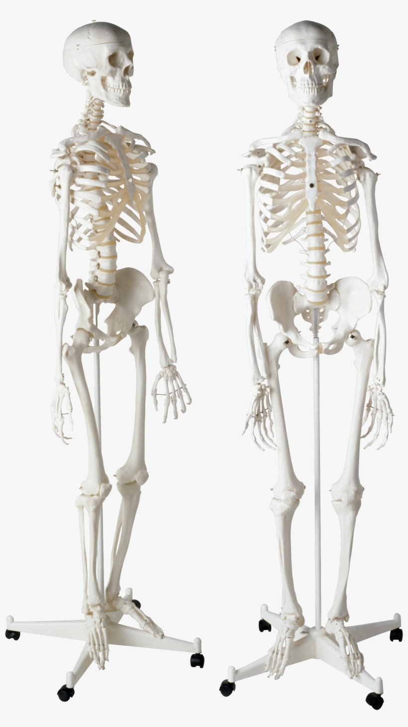 Skeleton Png - Скелет Человека Png, transparent png download