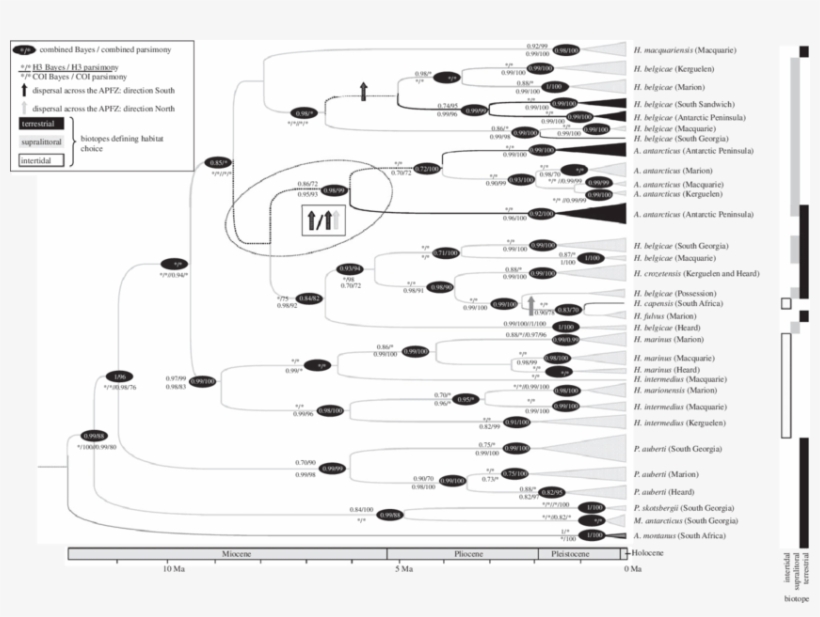 Bayesian Topology Inferred From The Combined Coi And, transparent png download