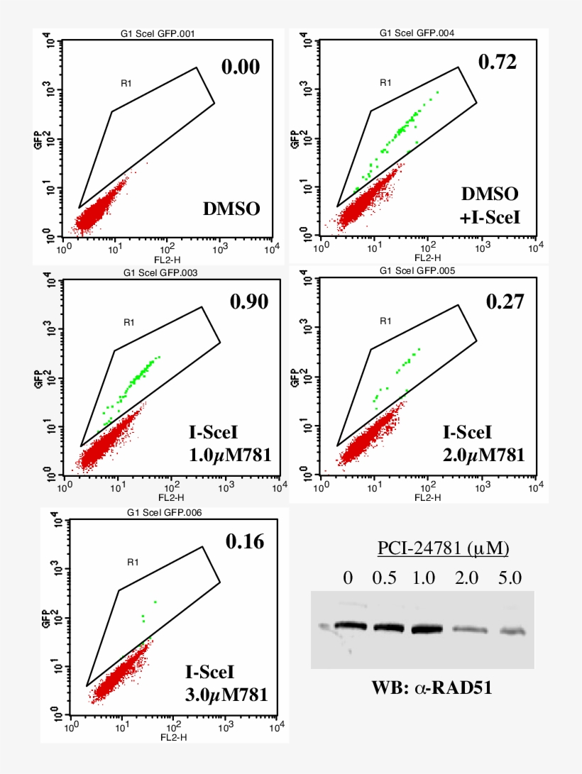 Pci 24781 Inhibits Homologous Recombinational Repair, transparent png download