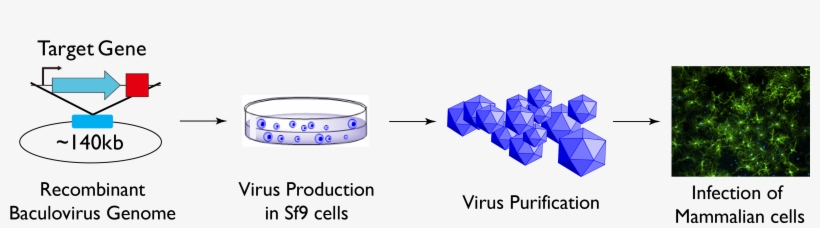 Chatterjee, A, transparent png download
