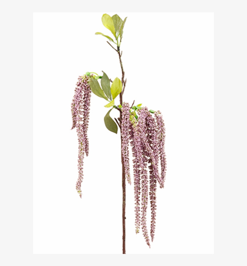 19" Amaranthus Hanging Spray Lavender Green, transparent png download