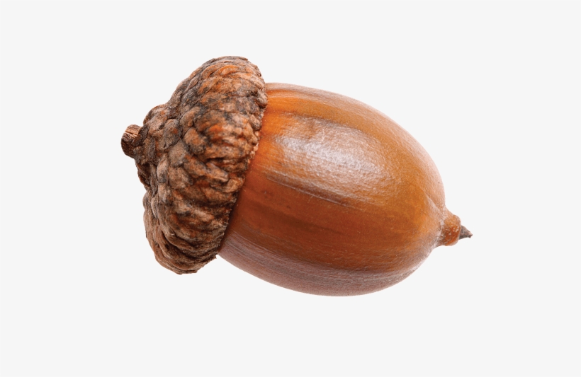 Single Png Stickpng - Acorn Png, transparent png download
