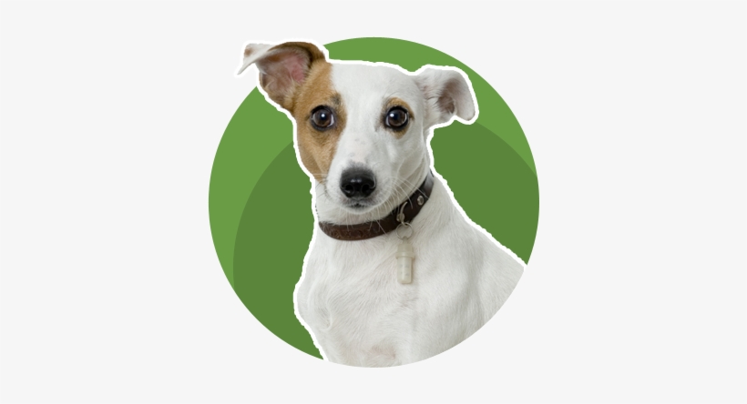 Pleasant Park Kennels - Kennel, transparent png download