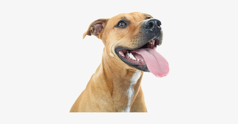 Dog With Tongue Out - Dog With Tongue Out Transparent, transparent png download