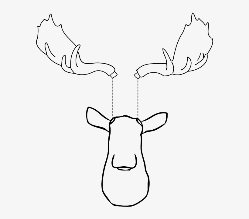 Should Inserting Moose Antlers, Front View - Moose, transparent png download