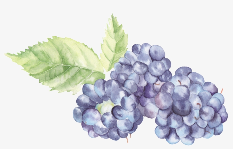 Transparent Watercolor Blackberries Png, transparent png download