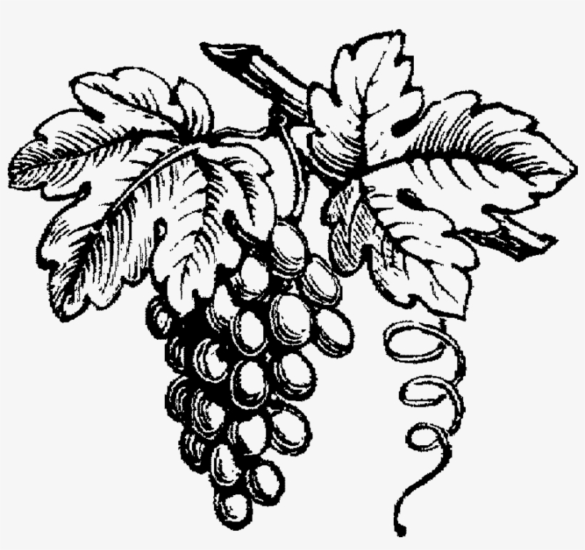Collection Of Png - Black And White Wine Grapes, transparent png download