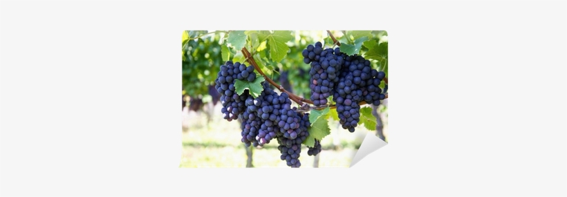 Purple Red Grapes With Green Leaves On The Vine Wall - Grape, transparent png download