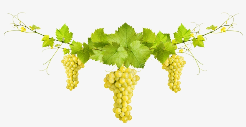 Our Approach To Winemaking, Careful And Passionate, - Photograph, transparent png download