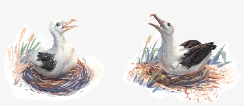 Nests - Ibis, transparent png download