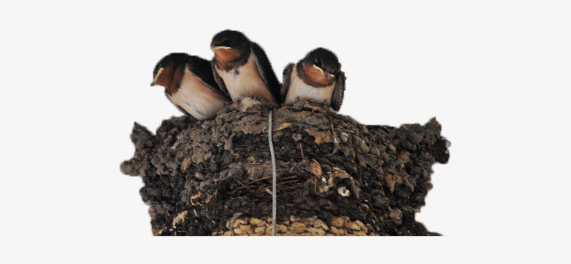Nest Png Photo Image - European Swallow, transparent png download