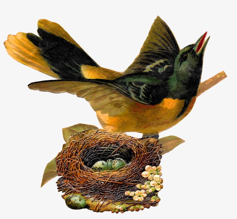 Bird Nest Eggs Oriole Image Artwork Illustration Clipart - Bird In Nest Illustration, transparent png download