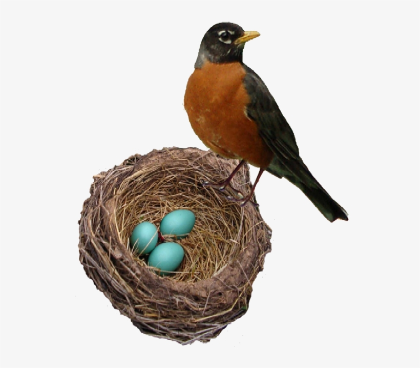 Robins Nest Web - Robin's Nest, transparent png download