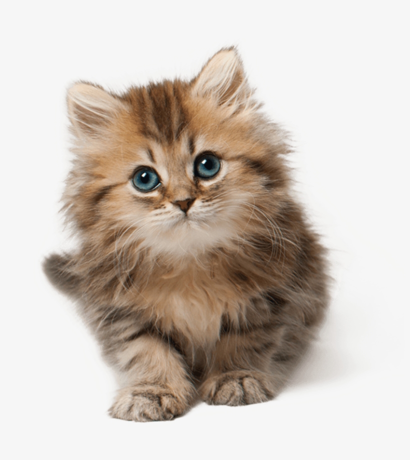 Cat Kitten Cute - Cute Cat Png, transparent png download
