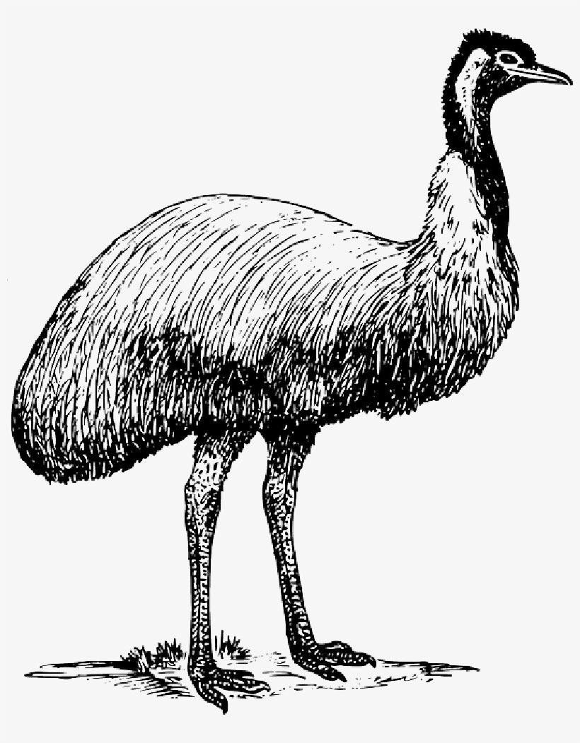 Image - Emu Clipart, transparent png download