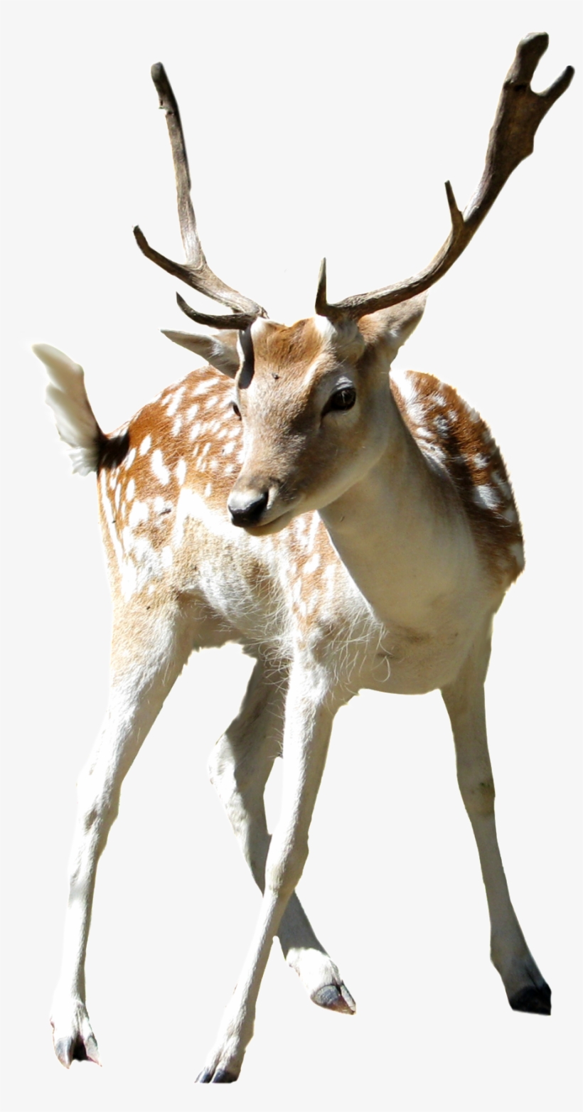 This Product Design Is Zoo Sika Deer Cartoon Transparent - Cut Out Stock Png, transparent png download