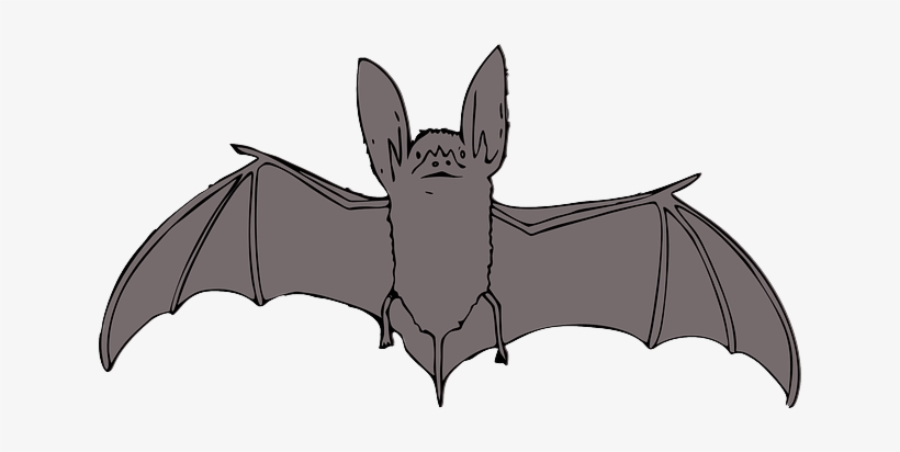 Animals, Bat, Cartoon, Bird, Cute, Night, Animal - Bat Clipart, transparent png download