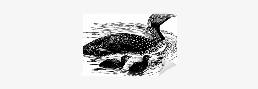 Jpg Freeuse Download Bird Red Throated With Nestlings - Red-throated Loon, transparent png download