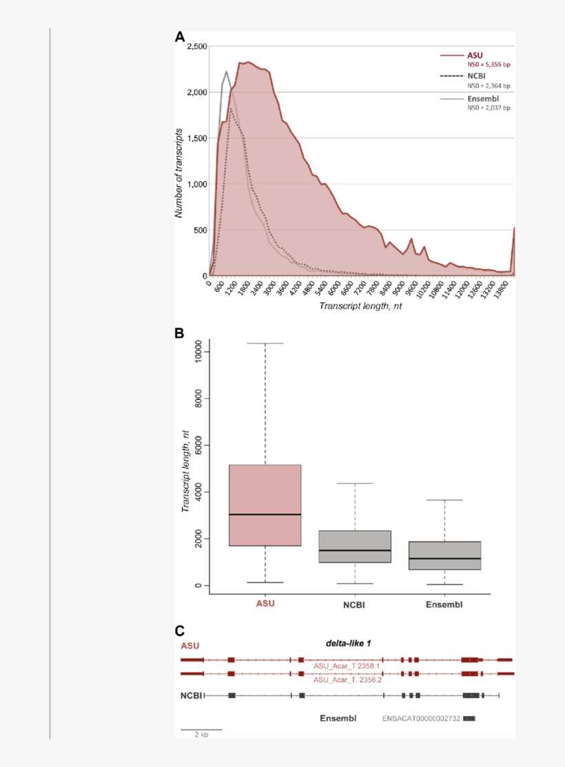 Increased N50 Transcript Length And Number Of Predicted, transparent png download