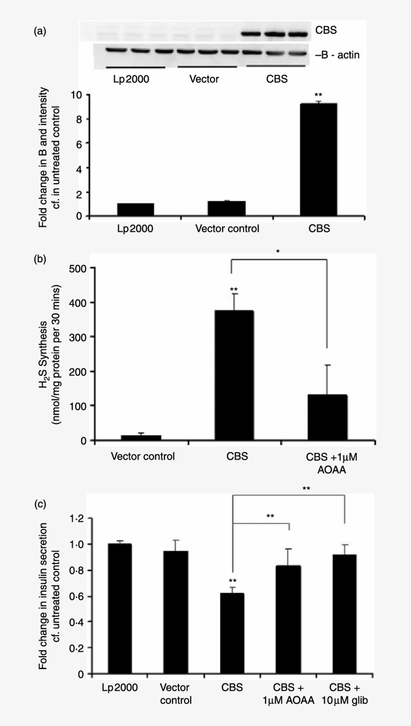 Overexpression Of The Cbs Gene In Hit-t15 Cells, transparent png download