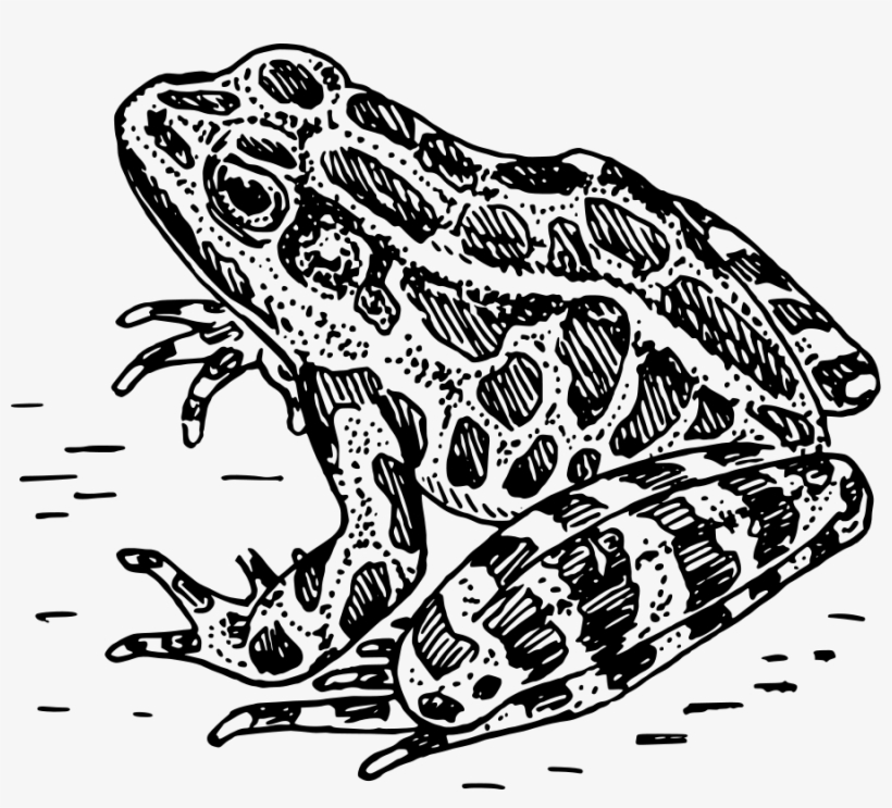 Frog Clipart Teacher - Frog Vector PNG Image | Transparent PNG Free