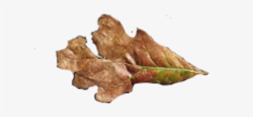 Fallen Oak Leaves - Gambel Oak, transparent png download
