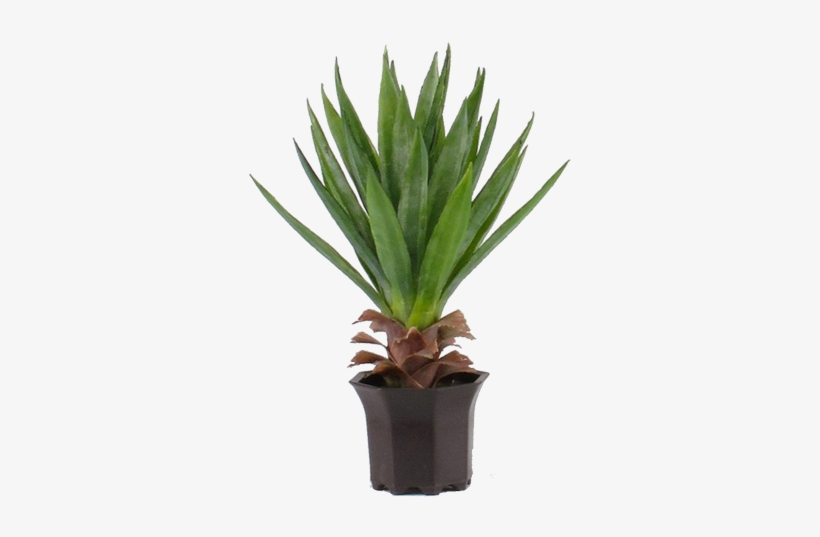 Yucca Cactus Artificiale, transparent png download
