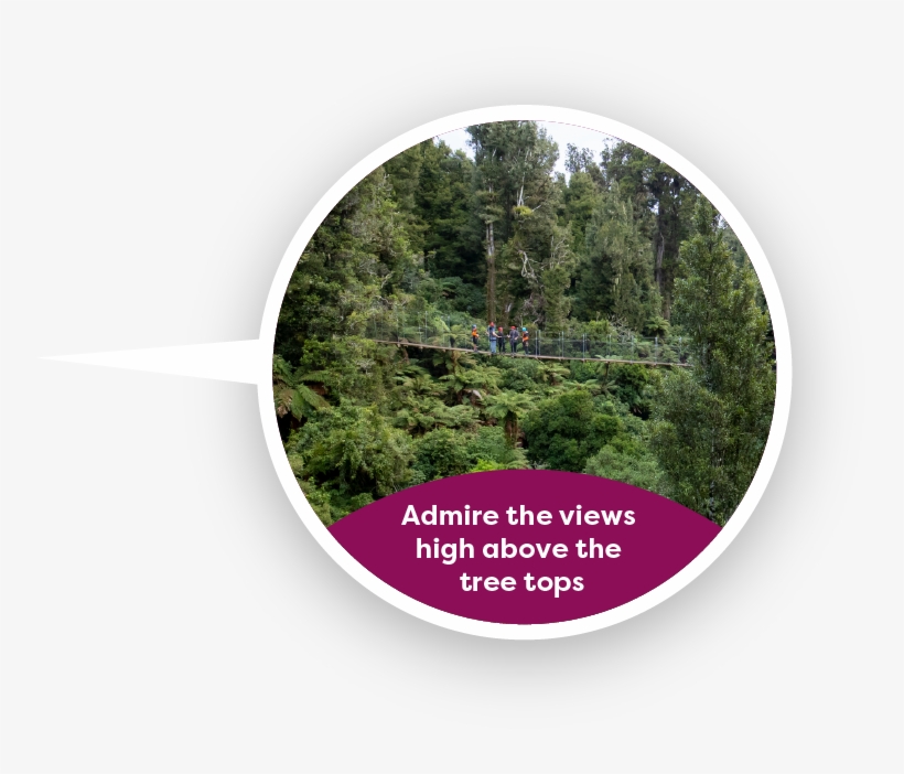 Admire The Views High Above The Tree Tops - Red Juniper, transparent png download