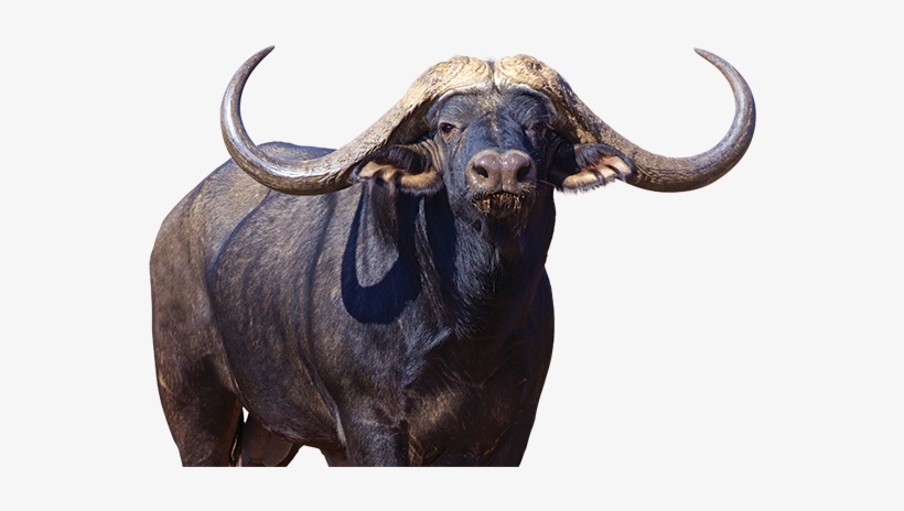 Cape Buffalo Png File - Buffalo Png, transparent png download
