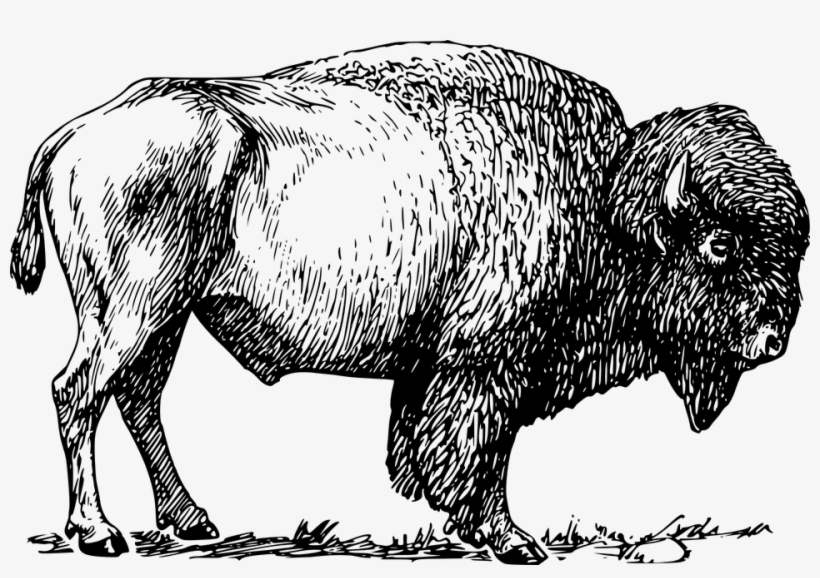 Image Result For Buffalo Drawing - Bison Clipart, transparent png download