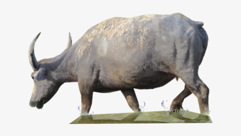 Buffalo Png Clipart - Water Buffalo Png, transparent png download