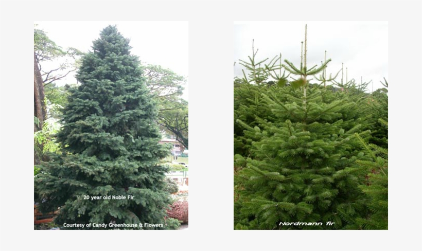 The Noble Fir And Nordmann Fir Trees Are The Best Selling - Trees Grown On Mountains, transparent png download