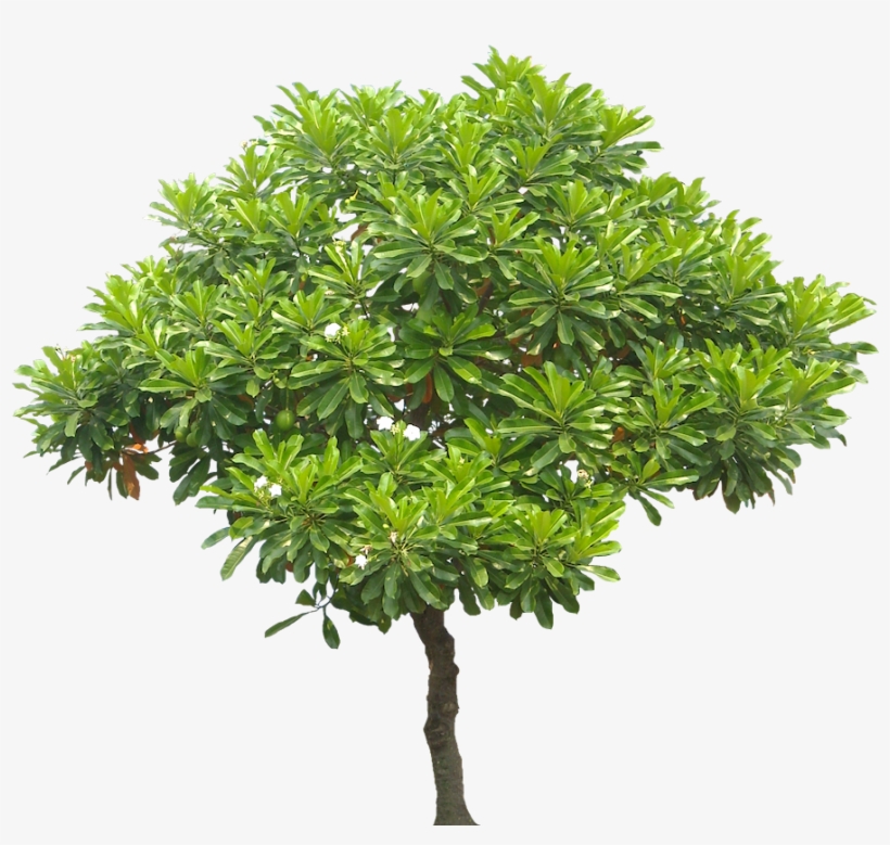 Free Jungle Leaf Clipart And Vector Graphics Clipartme - Tree Png, transparent png download