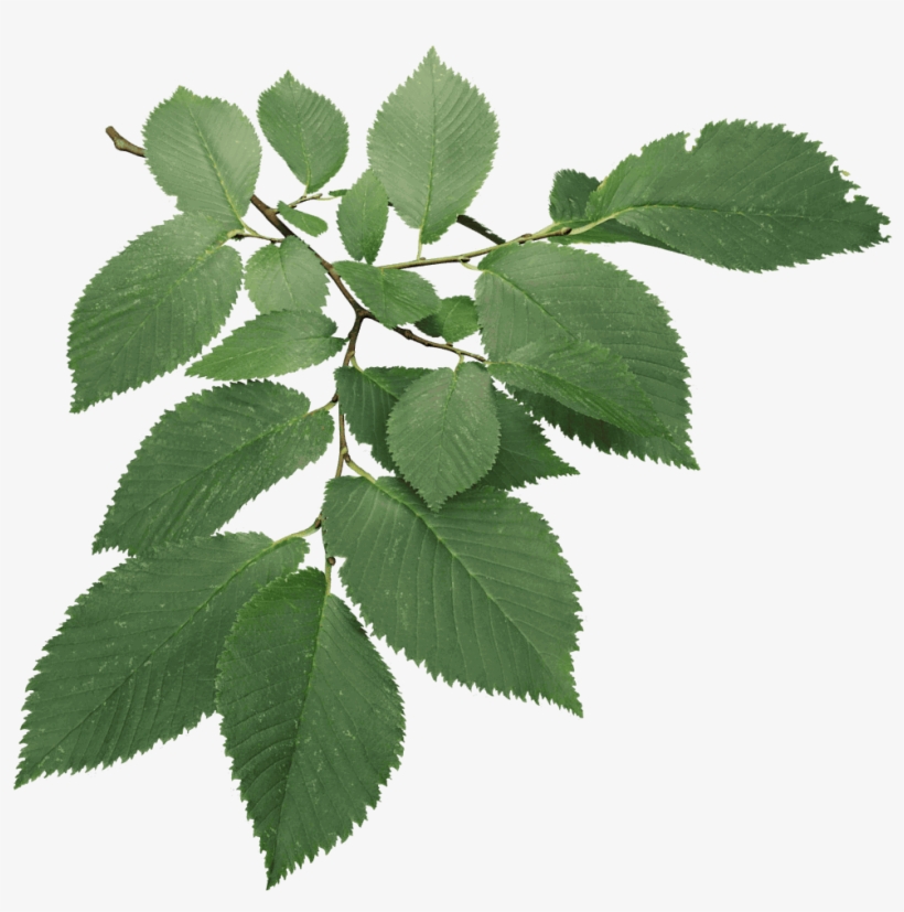 Field Elm - Christmas Leaves Models Wire In 3ds Max, transparent png download