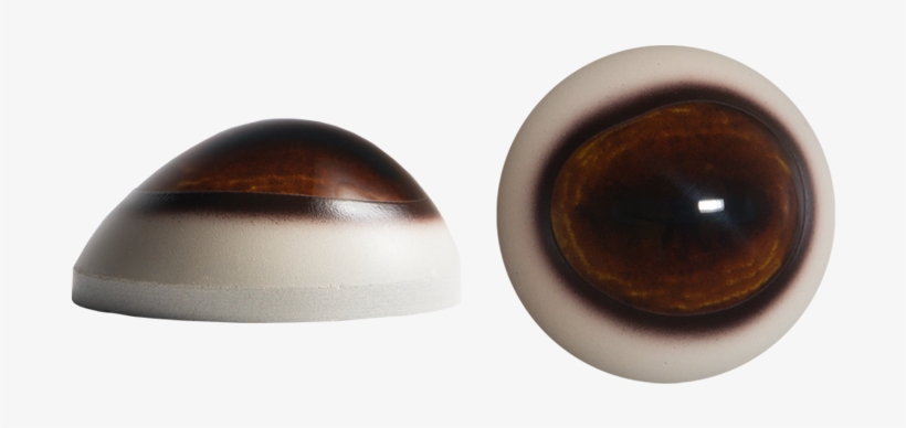Deer Eyes, transparent png download