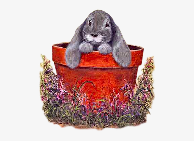 Cards - Petit Lapin Tubes, transparent png download