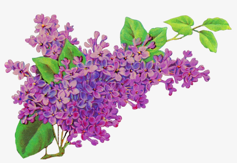 Liliac Flower Decor - Transparent Lilacs Clip Art, transparent png download