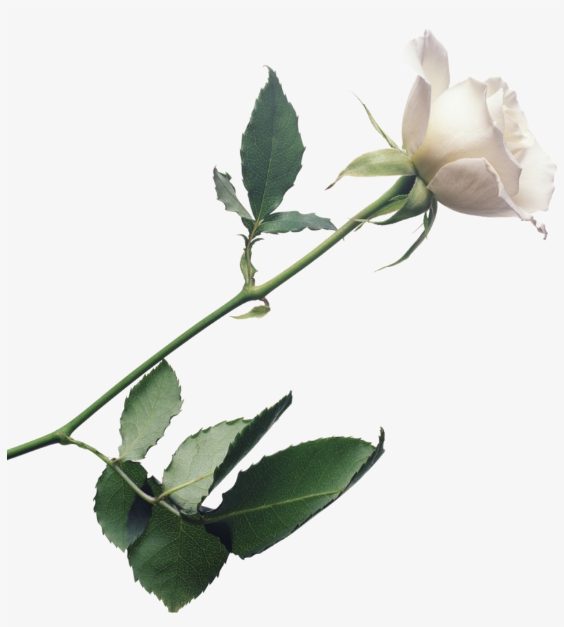 White Rose Png Image With Transparent Background - White Rose On Transparent Background, transparent png download