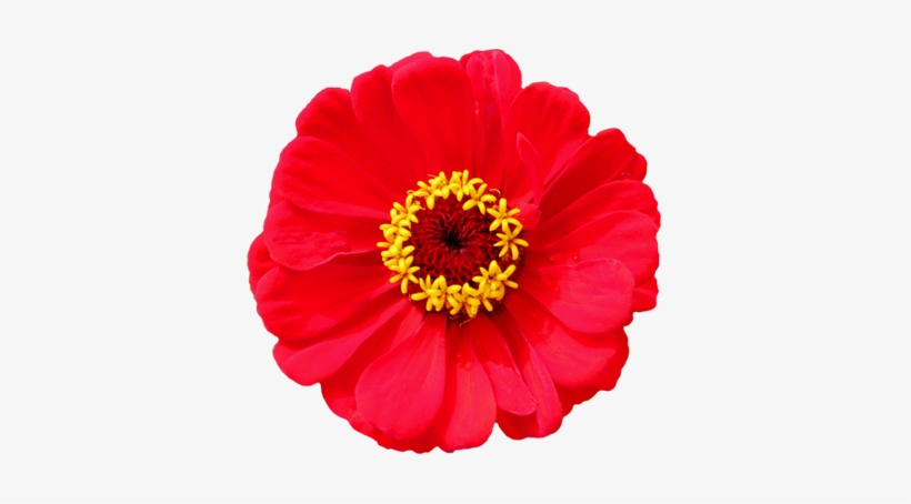 Bindweed Head Clip Art - Red Flowers Transparent Background, transparent png download